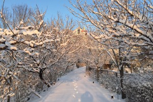 20160201　1月の雪の日の思い出 (1)